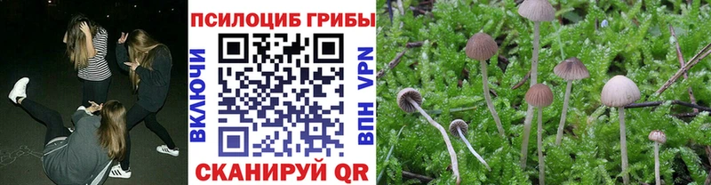Купить где  Никольское  Псилоцибиновые грибы прущие грибы 